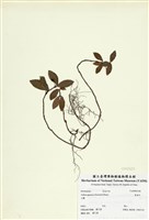 藏品(紫金牛)的圖片